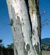 Bark of E pauciflora