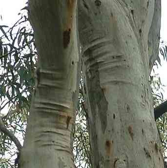   'Pressure wrinkles' on the trunk of an E. rossii below the major branches